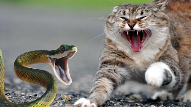 Why Are Cats So Fearless Around Snakes?