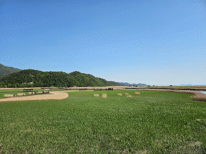 Suncheonman National Garden & Hidden Gems