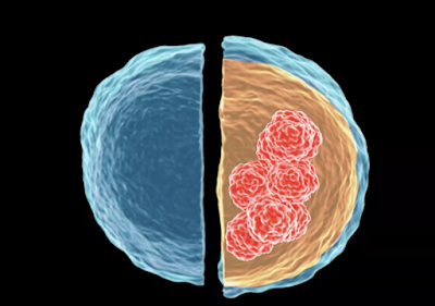 Cell Division Illustration Normal cells divide in a controlled manner (left), while cancer cells divide uncontrollably forming tumors (right)